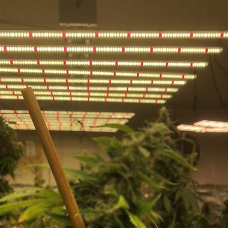 美国工业麻药补光厂家深圳市宏阳照明有限公司专业生产LED植物补光灯