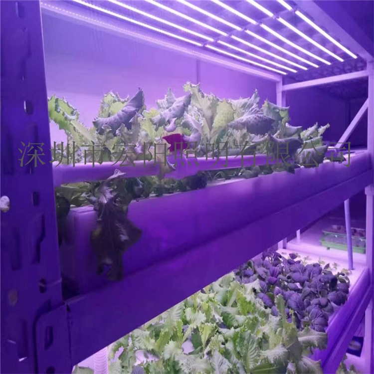 揭阳采购植物灯	揭阳采购LED植物灯	揭阳植物灯采购
